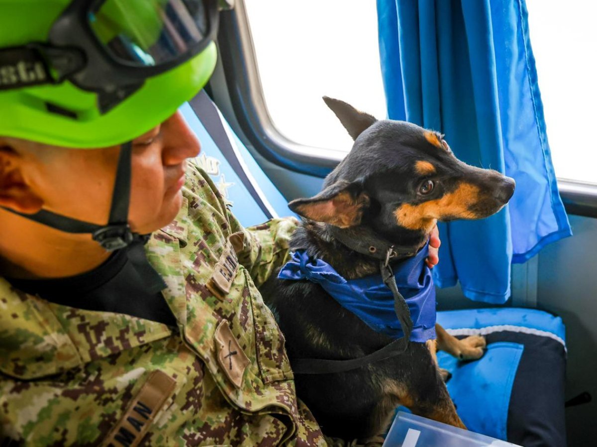 Rescatistas de El Salvador adoptan a Fénix, una perrita que rescataron en Venezuela Rescatistas de El Salvador adoptan a Fénix, una perrita que rescataron en Venezuela