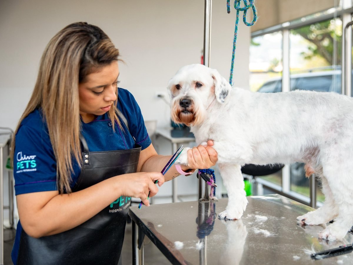 Cómo sacar una cita en Chivo Pets y cuánto cuesta la consulta Cómo sacar una cita en Chivo Pets y cuánto cuesta la consulta