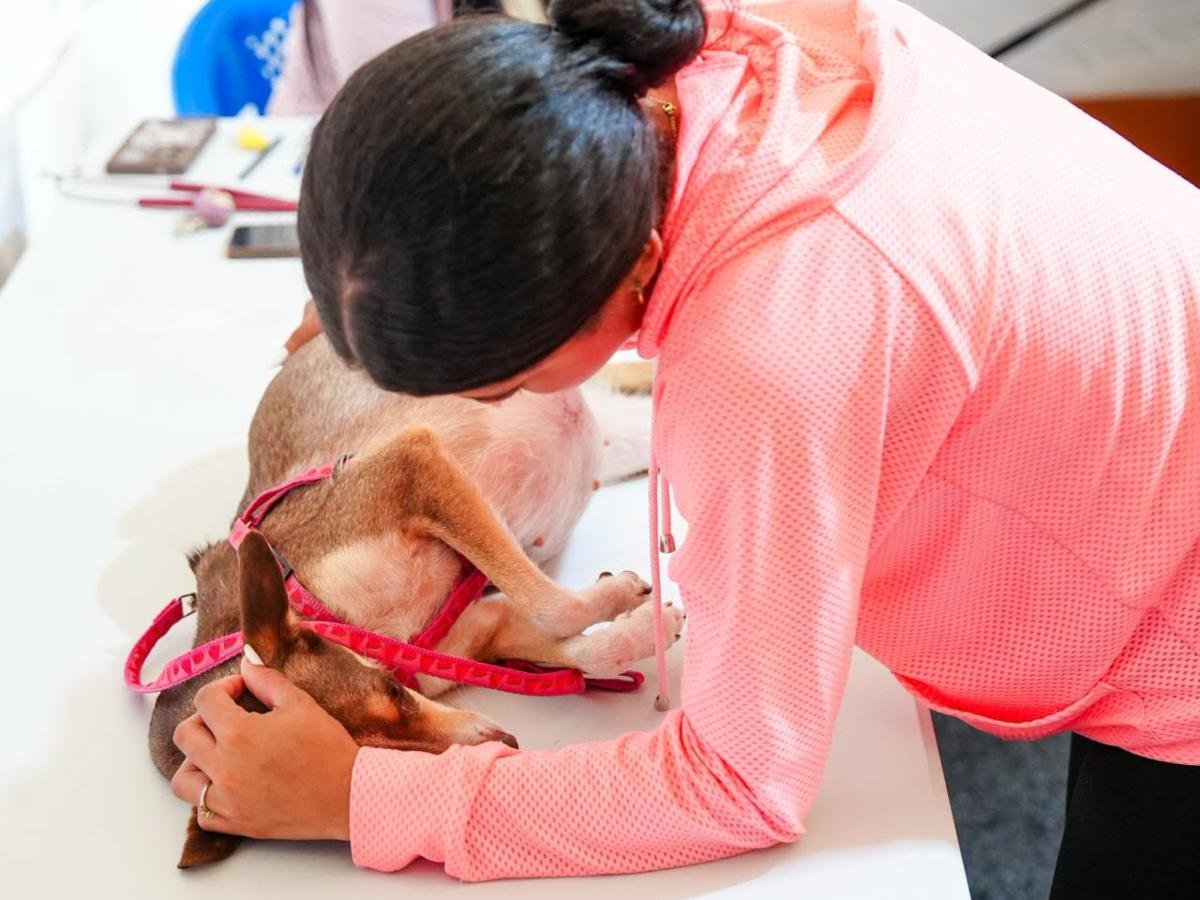 Misión salvadoreña brinda atención veterinaria a mascotas en Venezuela Misión salvadoreña brinda atención veterinaria a mascotas en Venezuela