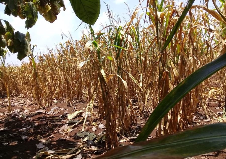 Canícula podría prolongarse hasta agosto; autoridades llaman a reducir riesgos por altas temperaturas y menor lluvia Canícula podría prolongarse hasta agosto; autoridades llaman a reducir riesgos por altas temperaturas y menor lluvia