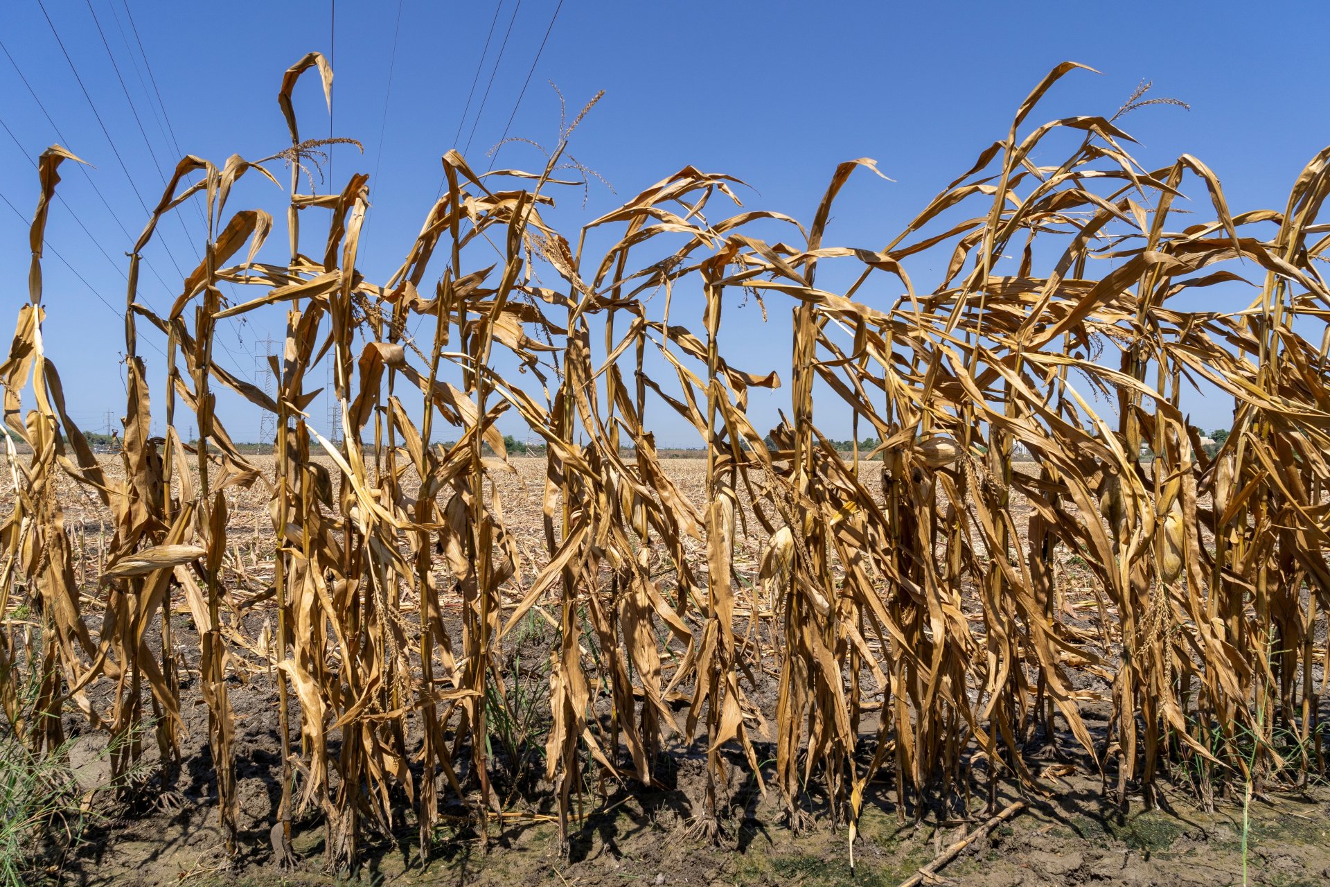 El Niño amenaza la alimentación de 3.2 millones de guatemaltecos: estas son las zonas más afectadas