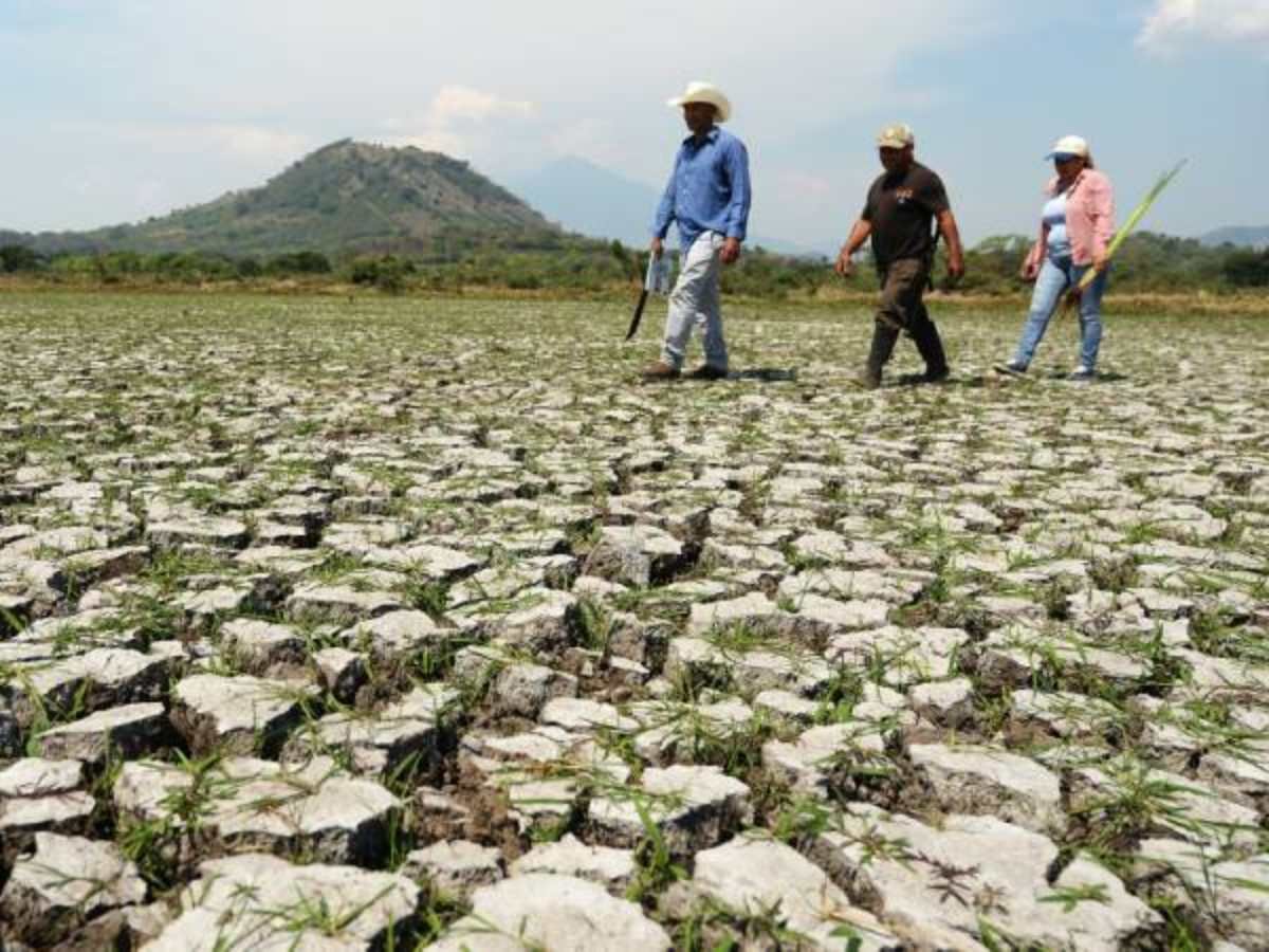 Sequía por Fenómeno de El Niño deja a agricultores sin cosechas