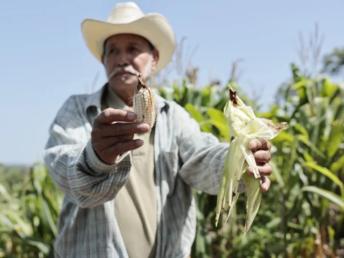 El fenómeno de El Niño golpea las cosechas y preocupa a los agricultores salvadoreños