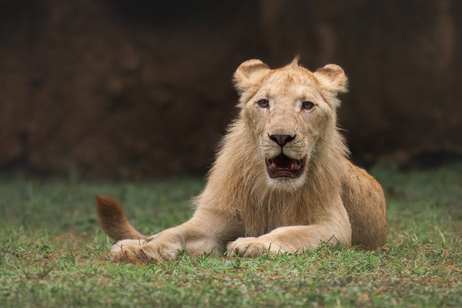 Zoológico La Aurora tiene nuevos habitantes: descubra las curiosidades de los leones blancos y disfrute de la nueva experiencia en el Teatro Animalia